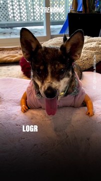 Ella es Amira, una perrita que logró caminar gracias a unas prótesis de sus patas delanteras