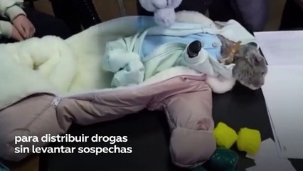 Mujer disfrazó a su gato como su hijo bebé para transportar droga