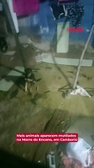 Mais animais mutilados aparecem no Morro do Encano