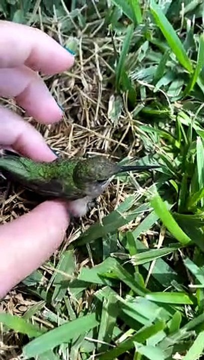 Reviving a Dazed Humming Bird after Window Collision