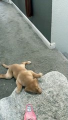 Puppy With Swimmer Syndrome Slides on Carpet