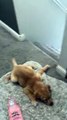 Puppy With Swimmer Syndrome Slides on Carpet