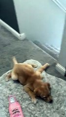 Puppy With Swimmer Syndrome Slides on Carpet