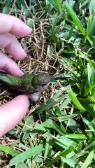 Reviving a Dazed Humming Bird after Window Collision