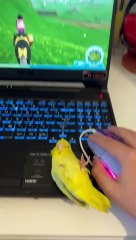Who Needs A Computer Mouse When You Have A Parrot?