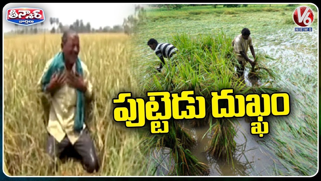 Huge Crop Damage Due To Thunderstorms, Hailstorm | V6 Teenmaar - video ...