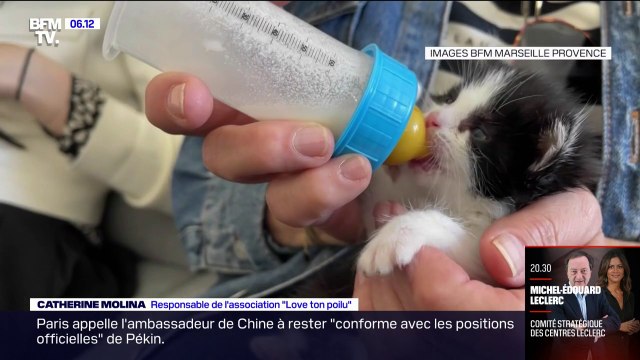 Les associations de défense des animaux font face à un afflux de chatons