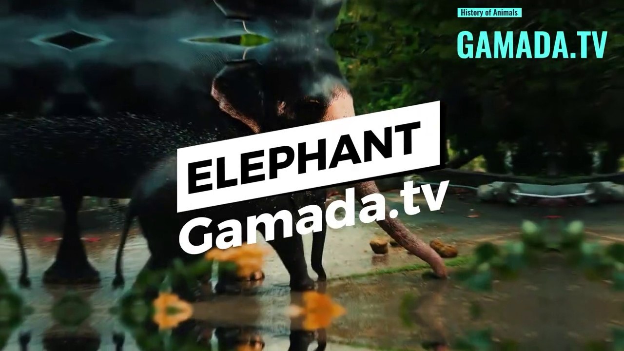 The fascinating story of the elephant told in pictures 