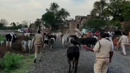 बैतूल: दलालों के चुंगल से 80 गौवंश को पुलिस ने किया बरामद, की जा रही कार्रवाई