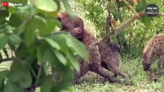 The Hyena Rips Off The Ears Of Another Hyena In A Brutal Battle - Wild Animal Life