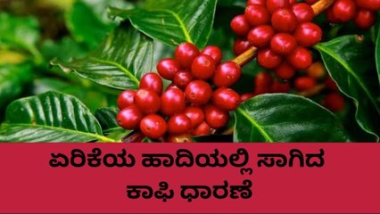 ಕೊಡಗು: ಹೇಗಿದೆ ಇಂದಿನ ಕಾಫಿ ಮಾರುಕಟ್ಟೆ ಧಾರಣೆ..?