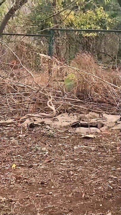 pair of snakes found tangled in the university campus