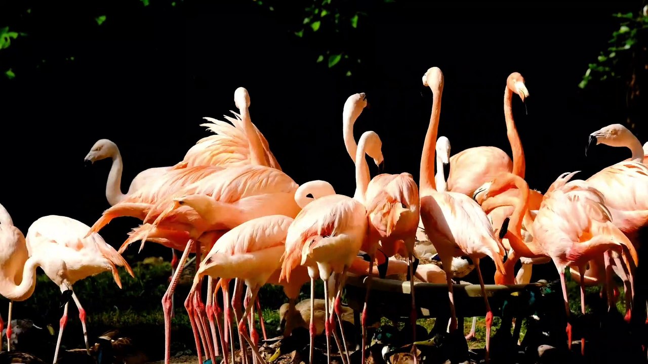 Stunning Water Birds - Flamingo | Relaxation Music | Free Stock Footage | No Copyright