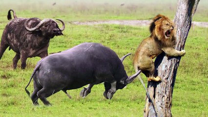 Mother Buffalo Takes Down Lion With Surprising Ease To Save His Baby - Dingo vs Kangaroo