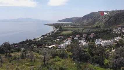 Yangın 60 bin hektarda etkili olmuştu... Türkülere konu olan Çökertme koyu küllerinden yeşeriyor