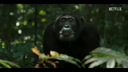 L'empire des chimpanzés (bande-annonce Netflix)