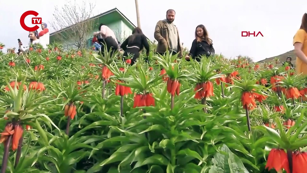 Van'da 'ters laleler' çiçek açtı