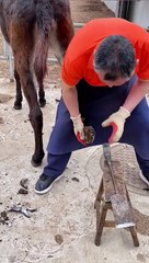 Donkey Nails Cutting