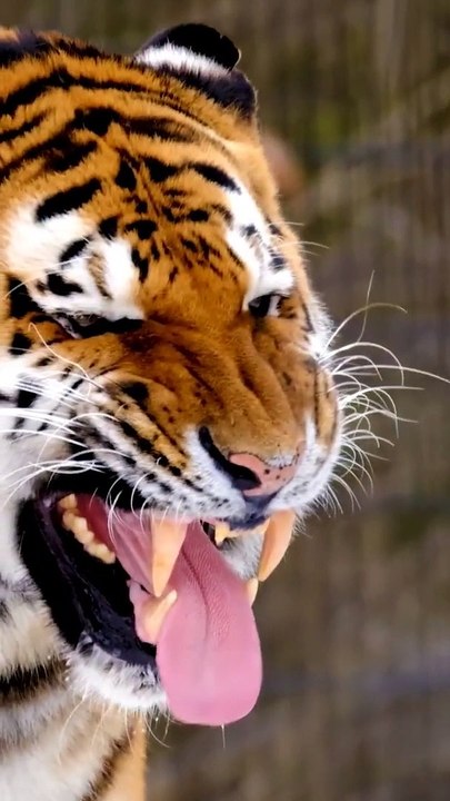 Tiger Lovers ❤️