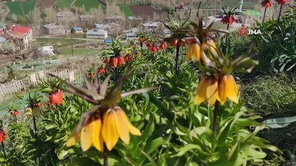 Ters laleler güzelliğiyle göz kamaştırıyor