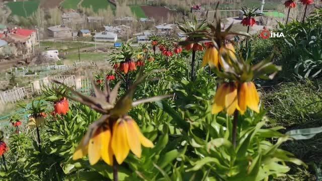 Ters laleler güzelliğiyle göz kamaştırıyor