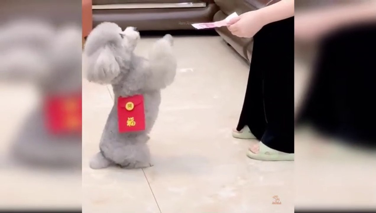 Baby Dogs  Cute and Funny Dog Videos Compilation 60  Aww Animals_480p