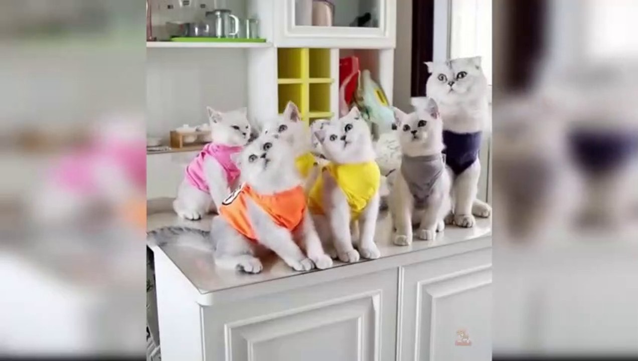 Baby Cats  Cute and Funny Cat Videos Compilation 63  Aww Animals_480p