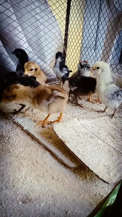 Beautiful little Chicks are feading#cartoons #chicks#birds