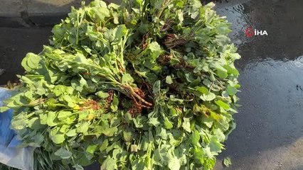 Dağlarda toplanan 'Kuzu Kulağı' tezgahlarda yerini almaya başladı