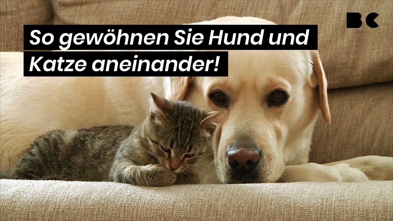 So gewöhnen sie hund und katze aneinander!