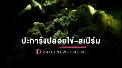 "ปะการังปล่อยไข่-สเปิร์ม" เกาะมะปริง อช.หมู่เกาะช้าง 1 ปี มีครั้งเดียว | HOTSHOT เดลินิวส์ 25/04/66