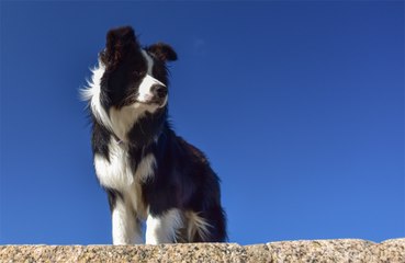 Dog owners believe their dogs are psychic