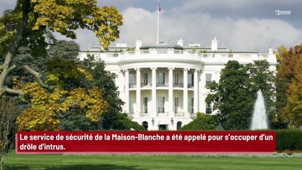 Un drôle d’intrus s’infiltre à la Maison-Blanche !