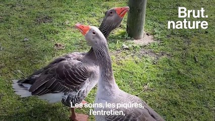 Elle a recueilli 850 animaux… Mais aujourd’hui, ils sont en danger