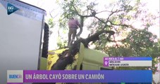 Tránsito cortado en Avenida Roca al 2100 por el choque de un camión con un árbol