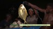 Focus sur la pêche traditionnelle de crabes et de poissons dans la lagune Ébrié (Dossier de la 2)