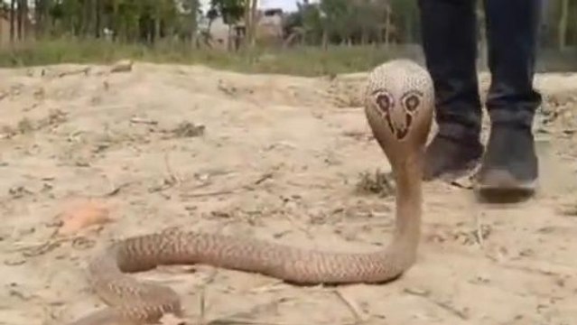 सिवान: झोपड़ी में निकला जहरीला सांप, काफी मशक्कत के बाद रेस्क्यू टीम ने पकड़