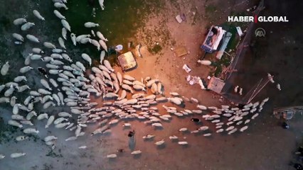 Süt kuzuların anneleriyle buluşma anı böyle görüntülendi