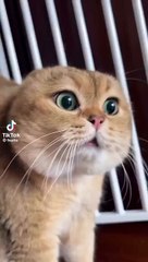 Cat talking with herself loo