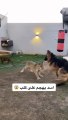 اسد يهاجم كلب شاهد ما حصل