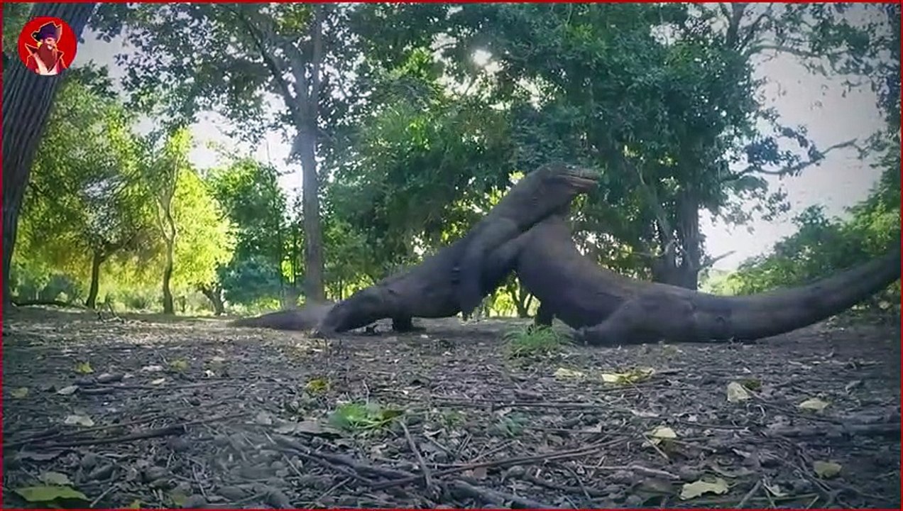 11 Mal Ging Der Komodo Zum Angriff Über