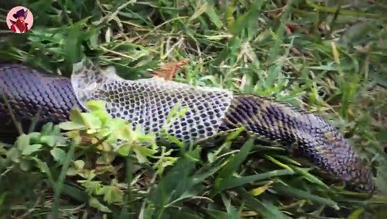 15 eklige Arten der Häutung bei verschiedenen Tierarten