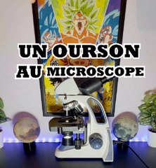 Des bonbons oursons au microscope