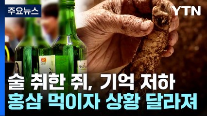 홍삼에 이런 효능이?...알코올 중독과 인지기능 개선 / YTN