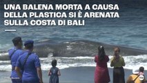 Una balena morta a causa della plastica si è arenata sulla costa di Bali