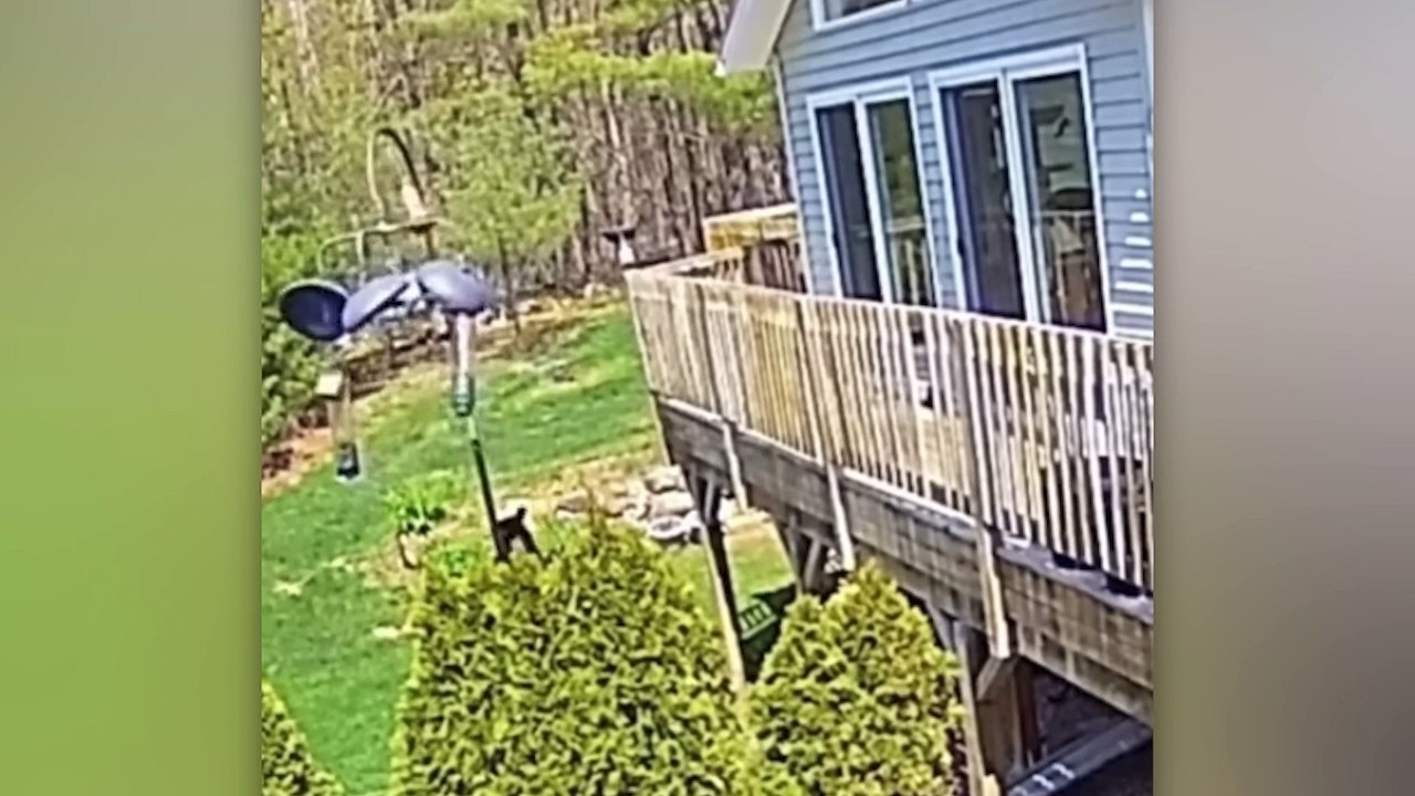 50 Momentos Increíbles Captados por una Cámara de Videovigilancia