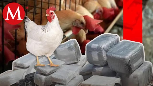 El estadunidense que quedó en prisión por cuidar a las gallinas de los huevos de oro del narco