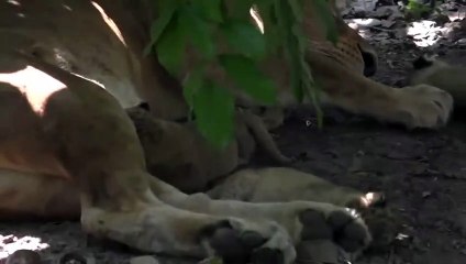 नन्हें शावकों के साथ शेरनी सुंदरी