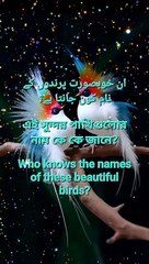 Who knows the names of these beautiful birds?