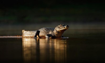 افتتاح حديقة دبي للتماسيح